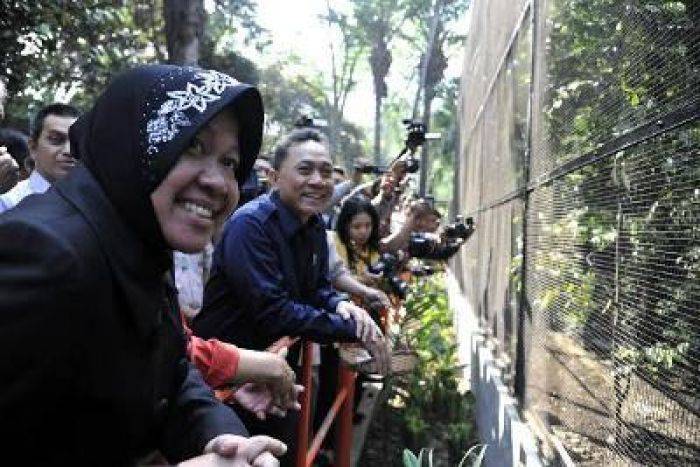 Izin Konservasi Turun, Risma: "Lego Rek! Izin Konservasi Turun, Risma: "Lego Rek!