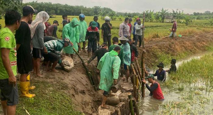 Cegah Banjir, Warga Babaksari Gresik Gotong Royong Perbaiki Tanggul Bengawan Solo