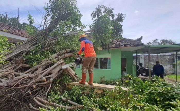 Batang Keropos, Pohon Tumbang Timpa Bangunan di Kota Batu Batang Keropos, Pohon Tumbang Timpa Bangunan di Kota Batu