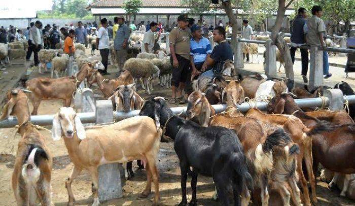 Jelang Hari Raya Idul Adha, Disnak Perketat Pengawasan Hewan Kurban Jelang Hari Raya Idul Adha, Disnak Perketat Pengawasan Hewan Kurban