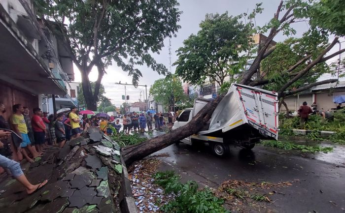 Angin Kencang Tumbangkan Pohon Besar di Sidoarjo, Dua Mobil Tertimpa