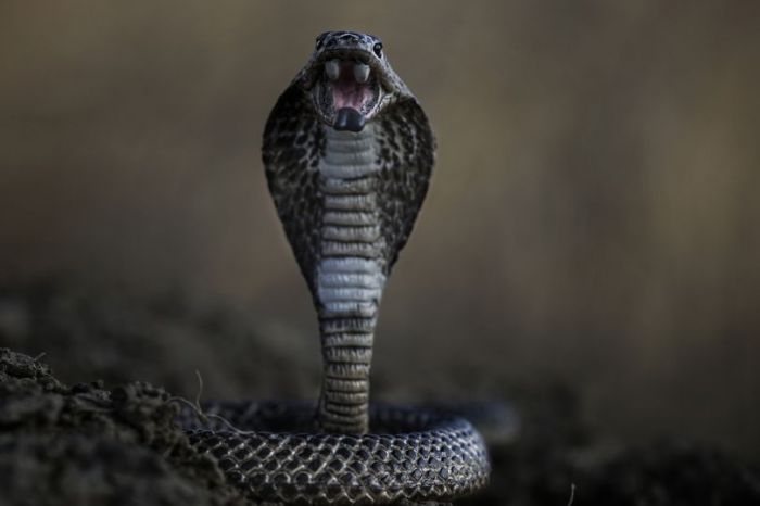 ​Makan Daging Sapi Bekas Digigit Cobra, 60 Penduduk Desa Kram Perut