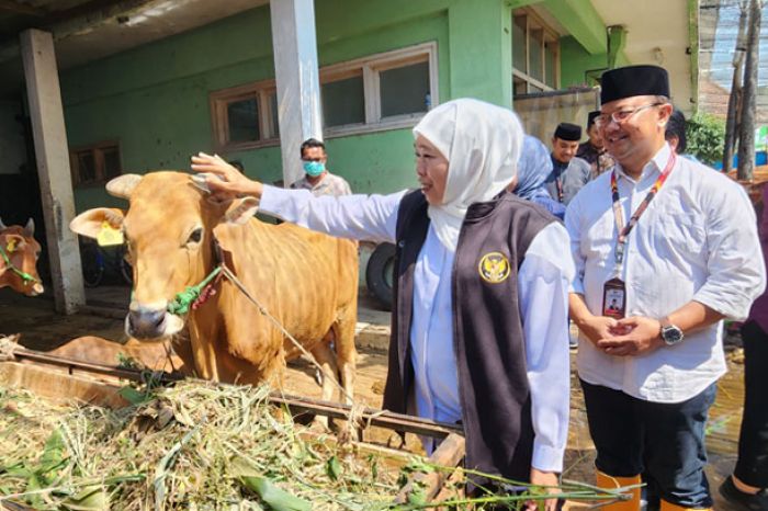 Tertinggi se-Indonesia, Gubernur Khofifah: Capaian Vaksinasi PMK Jatim Tembus 6,1 Juta Dosis Tertinggi se-Indonesia, Gubernur Khofifah: Capaian Vaksinasi PMK Jatim Tembus 6,1 Juta Dosis