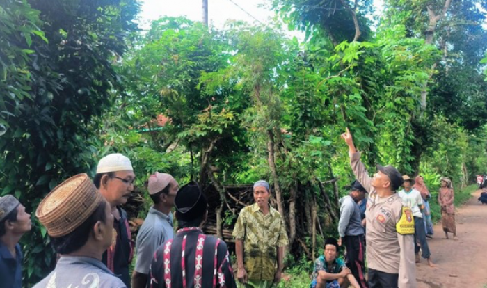 Cari Pakan Ternak, Pria Warga Sumenep Teriak Takbir Sebelum Tewas Tersengat Listrik di Atas Pohon Cari Pakan Ternak, Pria Warga Sumenep Teriak Takbir Sebelum Tewas Tersengat Listrik di Atas Pohon