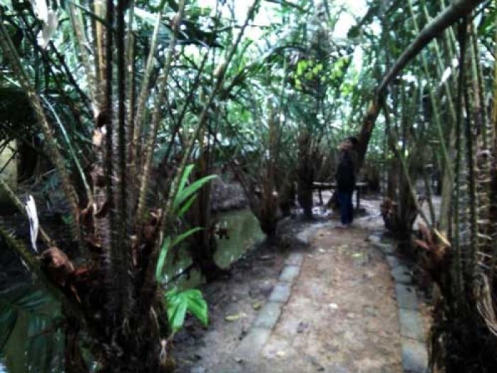 Salak Wedi, Buah Asli Bojonegoro tanpa Tersentuh Pestisida Salak Wedi, Buah Asli Bojonegoro tanpa Tersentuh Pestisida