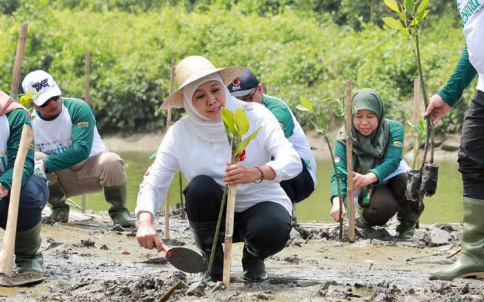 Jaga Ekosistem Mangrove, Gubernur Khofifah: Kuatkan Sinergi Hulu Hilir