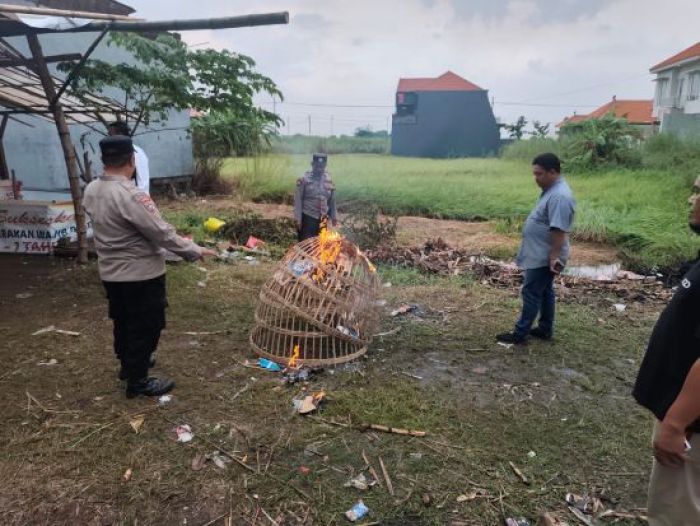 Aduan Warga, Polsek Tulangan Bongkar Arena Judi Sabung Ayam di Sidoarjo