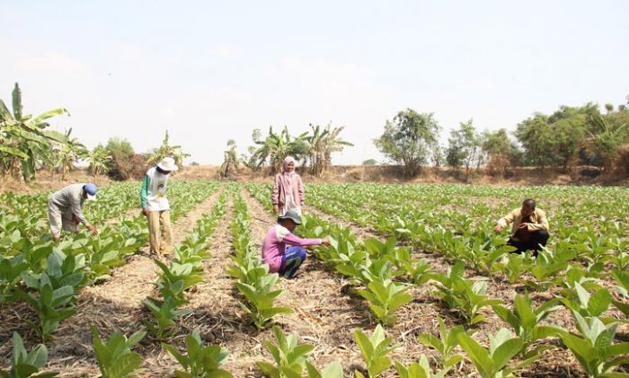 Pemkab Gresik Manfaatkan DBHCHT untuk Kembangkan Lahan Tembakau