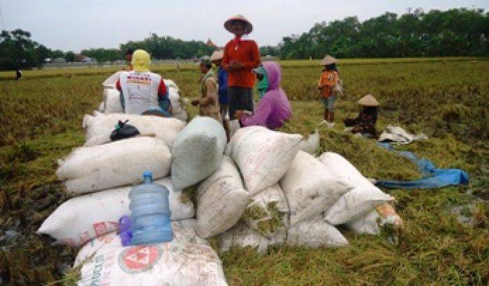 Harga Jual Gabah Petani Bojonegoro Anjlok