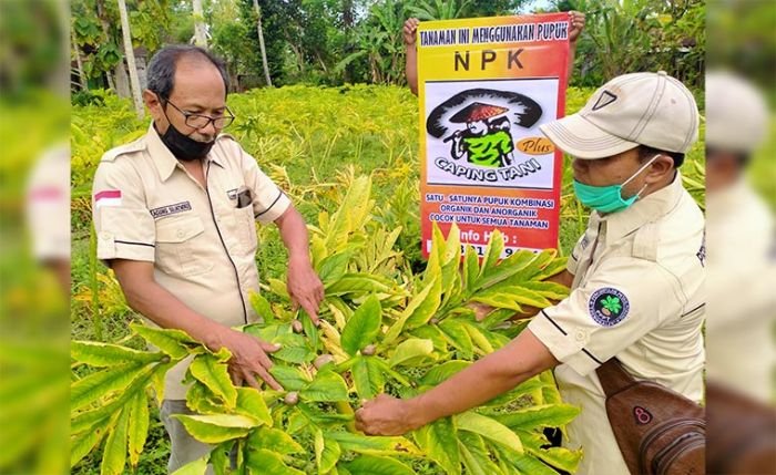 Wow, Tahun Ini Trenggalek Diprediksi Panen 600 Juta Katak Porang Senilai Rp 300 Miliar