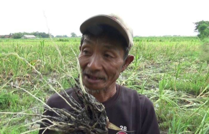 Petani di Banjardowo Jombang Merugi, 10 Hektar Tanaman Jagung Terendam Banjir