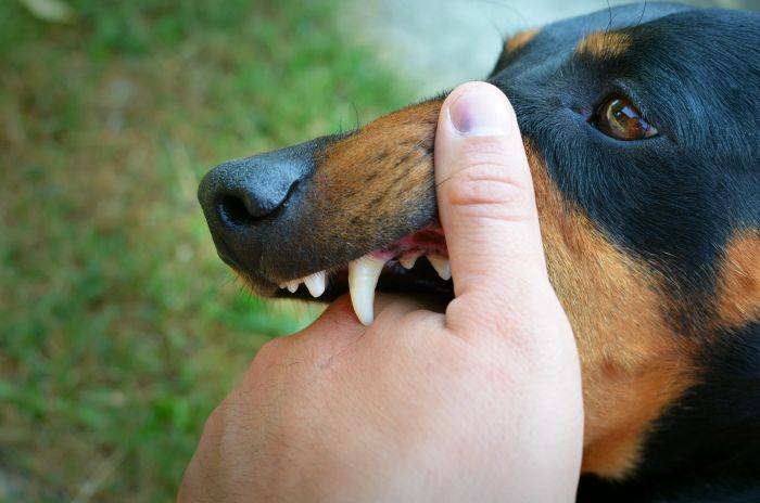 Apakah itu Rabies, Kenali Gejala dan Penanganannya Apakah itu Rabies, Kenali Gejala dan Penanganannya
