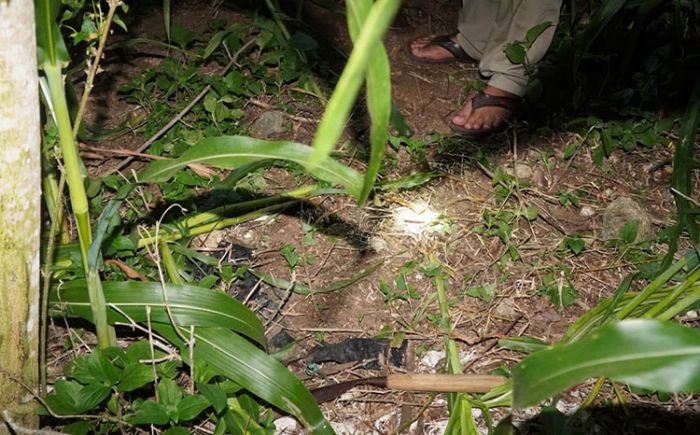 Pamit Cari Pakan Ternak, ​Pria di Blitar Ditemukan Tewas Tergeletak di Kebun Jagung