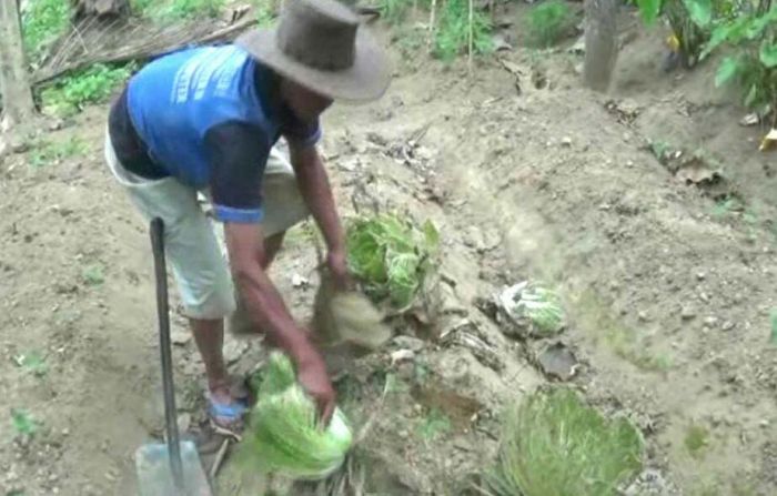 Terdampak Musim Kemarau, Petani Sayur di Blitar Cabuti Tanaman