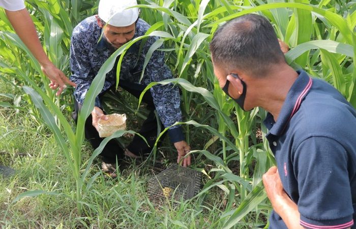 Gerdal, Solusi Jitu Pemkot Kediri Bersama Petani Bandar Lor Kendalikan Hama Tikus