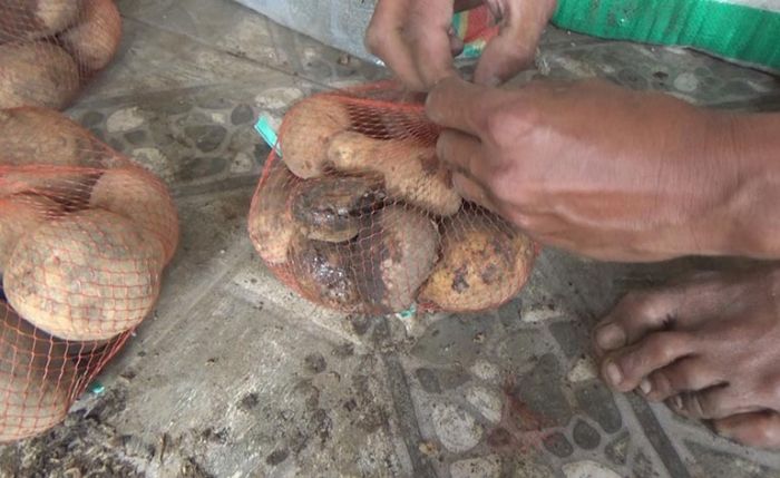 Kentang Busuk Ditemukan di Sejumlah Paket Sembako Program BPNT di Jombang Kentang Busuk Ditemukan di Sejumlah Paket Sembako Program BPNT di Jombang
