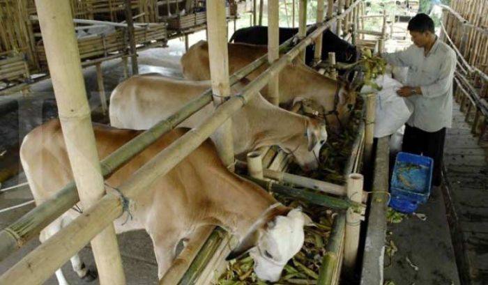 Populasi Ternak meningkat, Bondowoso Termasuk 4 Besar Lumbung Daging di Jawa Timur