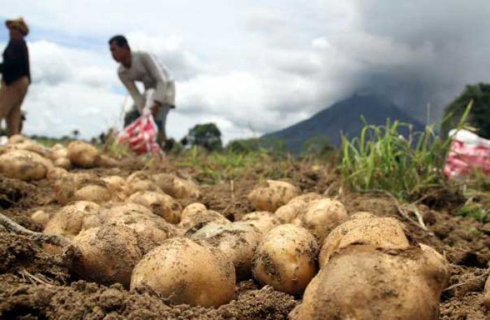 Pemkab Pasuruan Gerojok Rp 700 Juta untuk Bantu Bibit Petani Kentang Pemkab Pasuruan Gerojok Rp 700 Juta untuk Bantu Bibit Petani Kentang