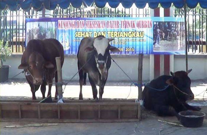 Disnak Jatim Gelar Bazaar Sapi dan Kambing, Usulkan Adanya Sertifikat Layak Kurban Disnak Jatim Gelar Bazaar Sapi dan Kambing, Usulkan Adanya Sertifikat Layak Kurban