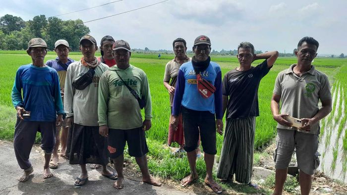 Petani Situbondo Syukuri Harga Gabah Stabil dan Pupuk Murah