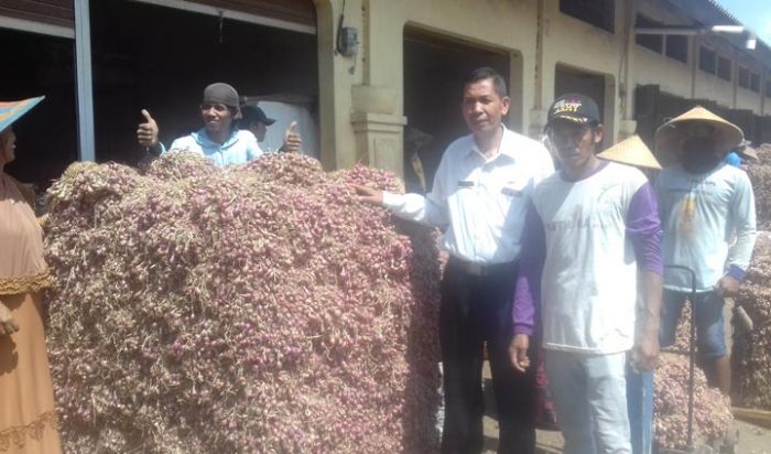 Kemarau Panjang, Harga Bawang Merah Tembus Rp 30 Ribu di Probolinggo Kemarau Panjang, Harga Bawang Merah Tembus Rp 30 Ribu di Probolinggo