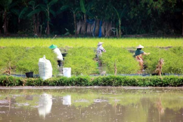 Hindari Kerugian, Petani Lombok di Bojonegoro Panen Paksa Hindari Kerugian, Petani Lombok di Bojonegoro Panen Paksa