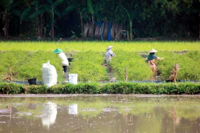 Hindari Kerugian, Petani Lombok di Bojonegoro Panen Paksa