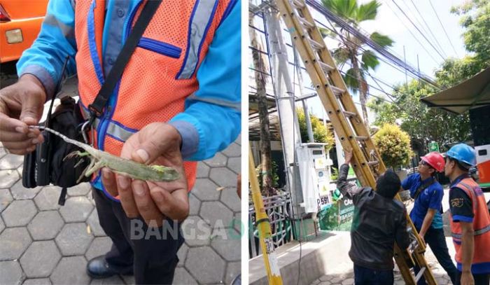 Ledakan Kejutkan Pengunjung BPJS Kota Malang, Sempat Dikira Bom, Ternyata Bunglon Kesetrum Ledakan Kejutkan Pengunjung BPJS Kota Malang, Sempat Dikira Bom, Ternyata Bunglon Kesetrum