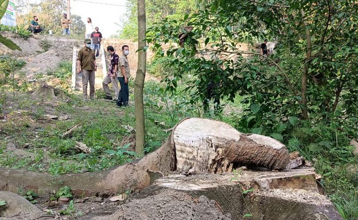 Kasus Penebangan Pohon di Sumber Mbah Jenggot, Pemdes Bedali Akui Beri Izin Secara Lisan Kasus Penebangan Pohon di Sumber Mbah Jenggot, Pemdes Bedali Akui Beri Izin Secara Lisan