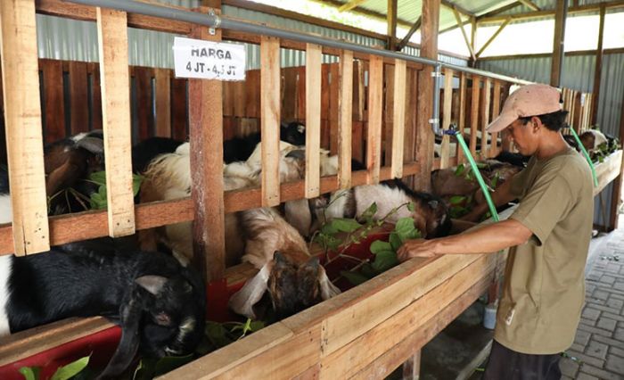 Peternak Sidoarjo Sukses Kelola Minimarket Kambing Kurban, Omzetnya Tembus Ratusan Juta