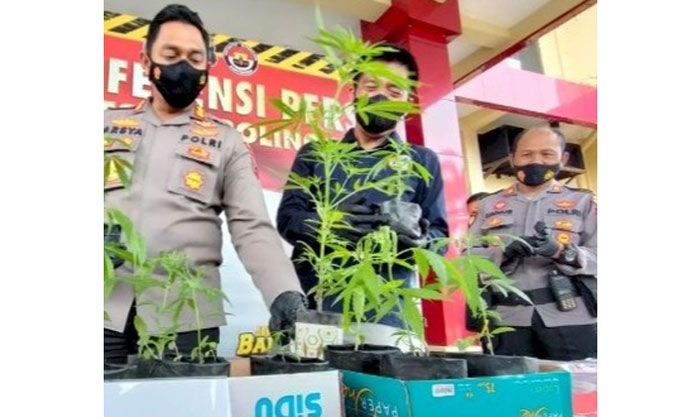 Tanam Ganja di Ladang dan Hendak Dijual, 10 Warga Probolinggo Diamankan Polisi Tanam Ganja di Ladang dan Hendak Dijual, 10 Warga Probolinggo Diamankan Polisi