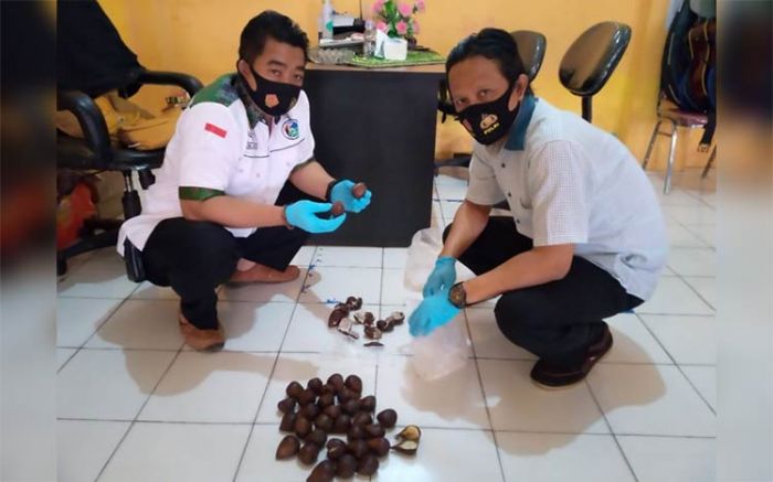 Pelaku Penyelundupan Pil Koplo Menggunakan Buah Salak ke Lapas Jombang Ditangkap Pelaku Penyelundupan Pil Koplo Menggunakan Buah Salak ke Lapas Jombang Ditangkap
