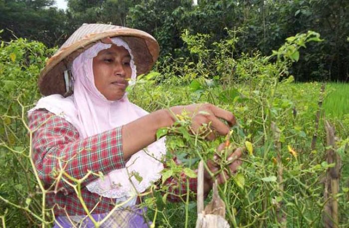 Di saat Harga Cabai Mahal, Pohon Cabai Diserang Hama Pathek Di saat Harga Cabai Mahal, Pohon Cabai Diserang Hama Pathek
