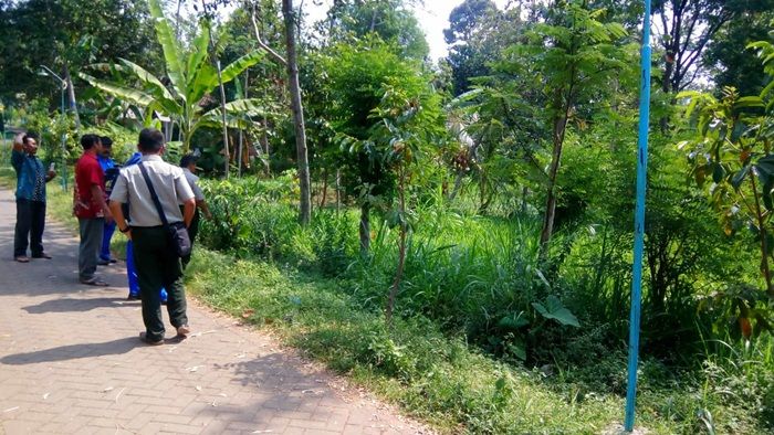 Kelangkaan Pakan, Dinas Peternakan Pasuruan Kembangkan Rumput Odot Kelangkaan Pakan, Dinas Peternakan Pasuruan Kembangkan Rumput Odot