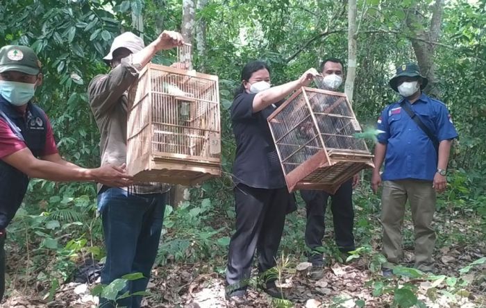BKSDA Banyuwangi Lepas Liarkan 30 Burung Cucak Hijau Hasil Penindakan Penjual Burung Dilindungi BKSDA Banyuwangi Lepas Liarkan 30 Burung Cucak Hijau Hasil Penindakan Penjual Burung Dilindungi