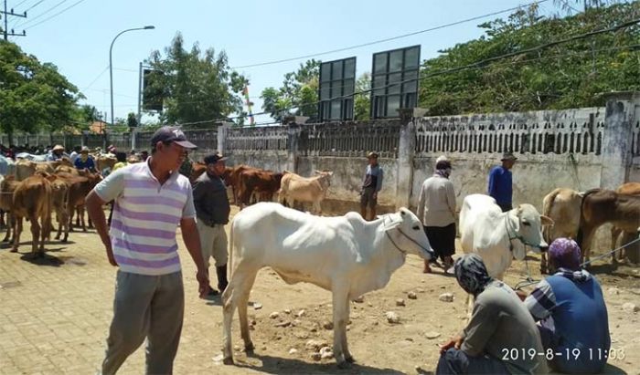Pasca Hari Raya Kurban, Harga Sapi di Tuban Masih Tinggi Pasca Hari Raya Kurban, Harga Sapi di Tuban Masih Tinggi