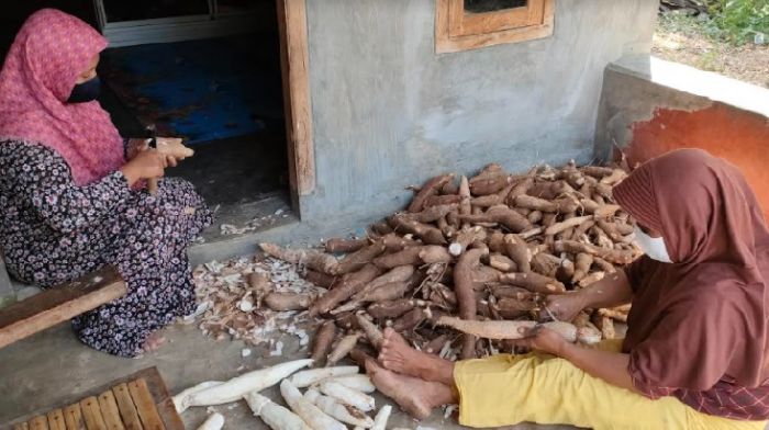 Panen Raya Singkong, Mbok Muslimah Ubah Jadi Gaplek agar Harga Stabil Panen Raya Singkong, Mbok Muslimah Ubah Jadi Gaplek agar Harga Stabil