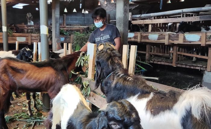 Permintaan Hewan Kurban Menurun, Pedagang Kambing di Kediri Pasrah Permintaan Hewan Kurban Menurun, Pedagang Kambing di Kediri Pasrah