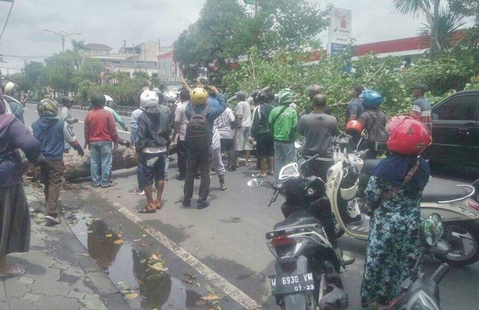 Angin Kencang, Seorang Pemotor di Sidoarjo Luka-luka Tertimpa Pohon Tumbang Angin Kencang, Seorang Pemotor di Sidoarjo Luka-luka Tertimpa Pohon Tumbang