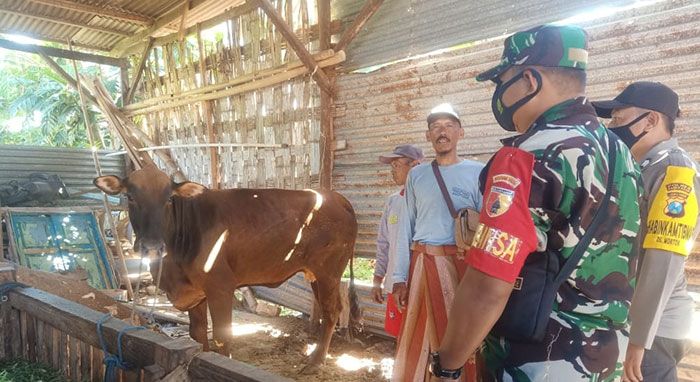Cegah PMK, Koramil 0826-05 Larangan Pamekasan Pantau Hewan Ternak Cegah PMK, Koramil 0826-05 Larangan Pamekasan Pantau Hewan Ternak
