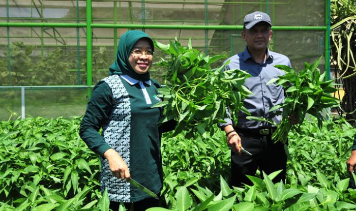 Di Surabaya pun, Anda Bisa Merasakan Sensasi Panen Raya di Mini Agrowisata