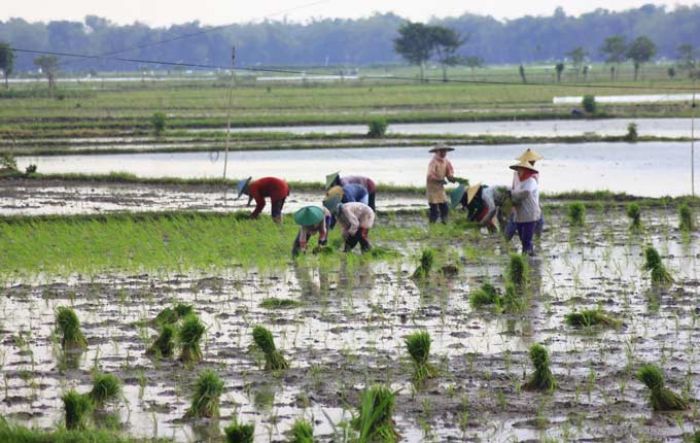 Tak Kapok Diterjang Banjir, Petani Bantaran Bengawan Solo Nekat Tanam Padi Lagi