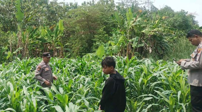 Dukung Program Ketahanan Pangan Nasional, Polsek Tarik Gandeng Pesantren Kembangkan Jagung