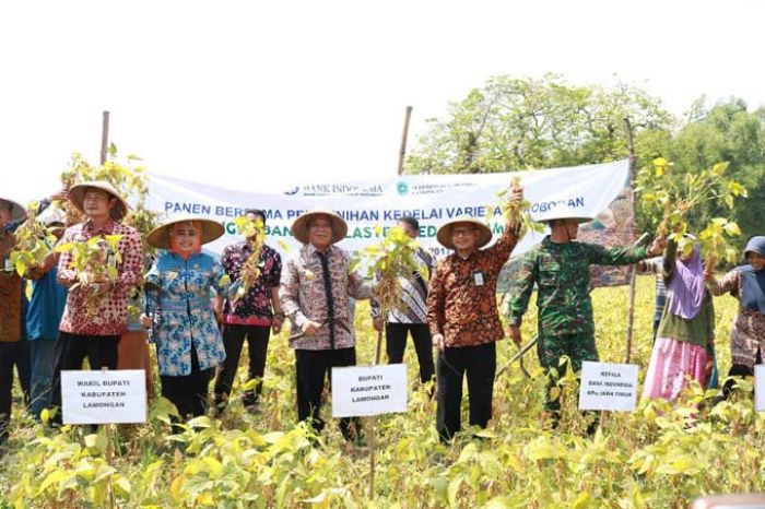 Lamongan Mulai Produksi Benih Kedelai Lamongan Mulai Produksi Benih Kedelai