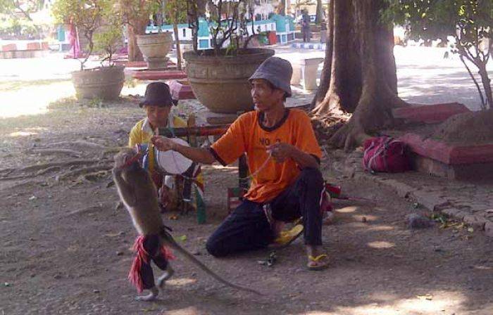 Mulai Sepi Peminat, Komedi Kera Minim Penghasilan