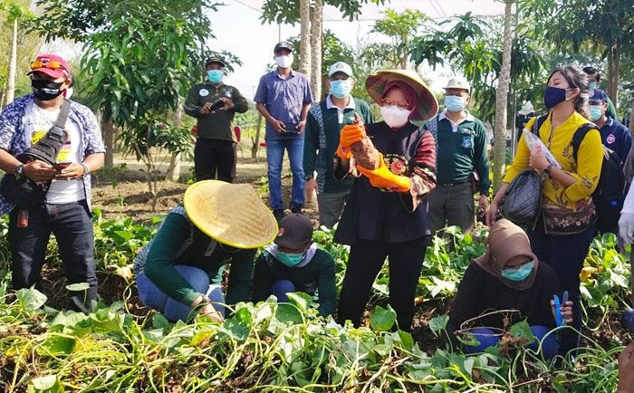 Bakal Jadi Pusat Agrowisata, Wali Kota Risma Gelar Panen Raya di BTKD Jeruk Bakal Jadi Pusat Agrowisata, Wali Kota Risma Gelar Panen Raya di BTKD Jeruk