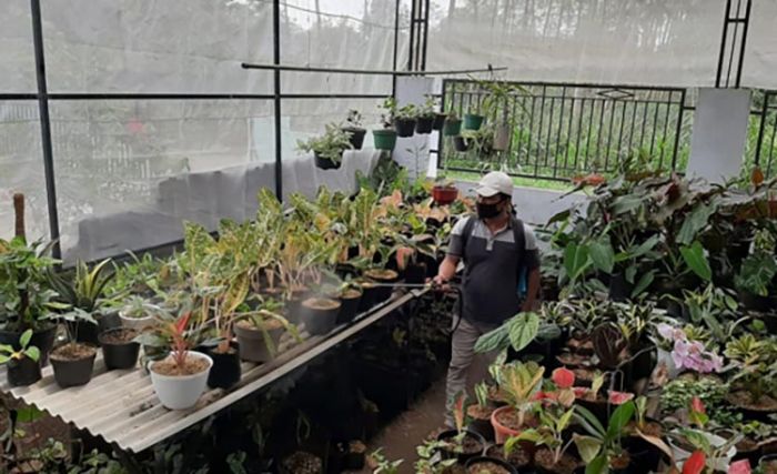Solusi Usaha Masa Pandemi, Bisnis Bunga Hias, Modal Rp 1 Juta Raih Rp 15 Juta Tiap Bulan Solusi Usaha Masa Pandemi, Bisnis Bunga Hias, Modal Rp 1 Juta Raih Rp 15 Juta Tiap Bulan