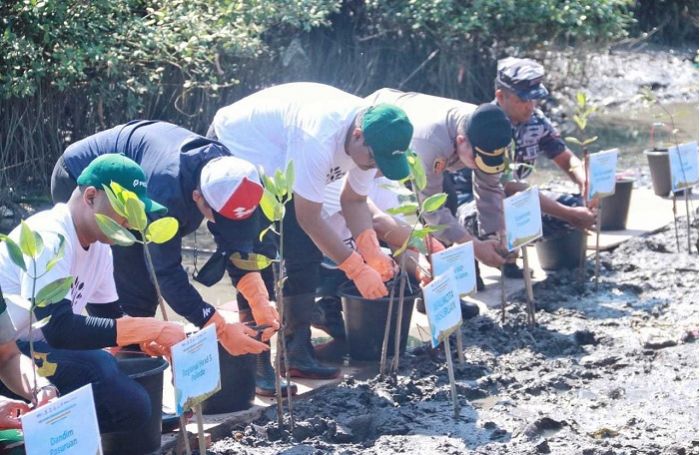 Pemerintah Kota Pasuruan Kembangkan Potensi Wisata Pesisir Melalui Program Tanam Mangrove