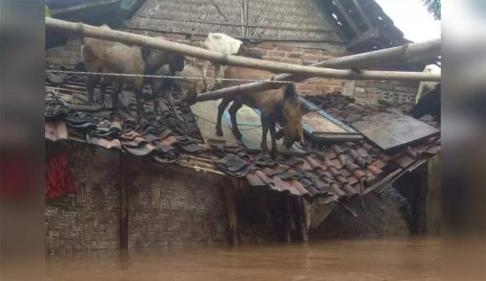 Foto-foto Banjir di Madiun, Hewan Ternak di atas Genteng hingga Jalan Tol yang Mirip Lautan Foto-foto Banjir di Madiun, Hewan Ternak di atas Genteng hingga Jalan Tol yang Mirip Lautan