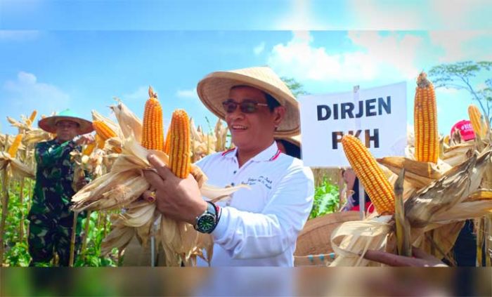 Panen Raya Jagung di Blitar, Kementan Fasilitasi Kerja Sama Petani dan Peternak Panen Raya Jagung di Blitar, Kementan Fasilitasi Kerja Sama Petani dan Peternak